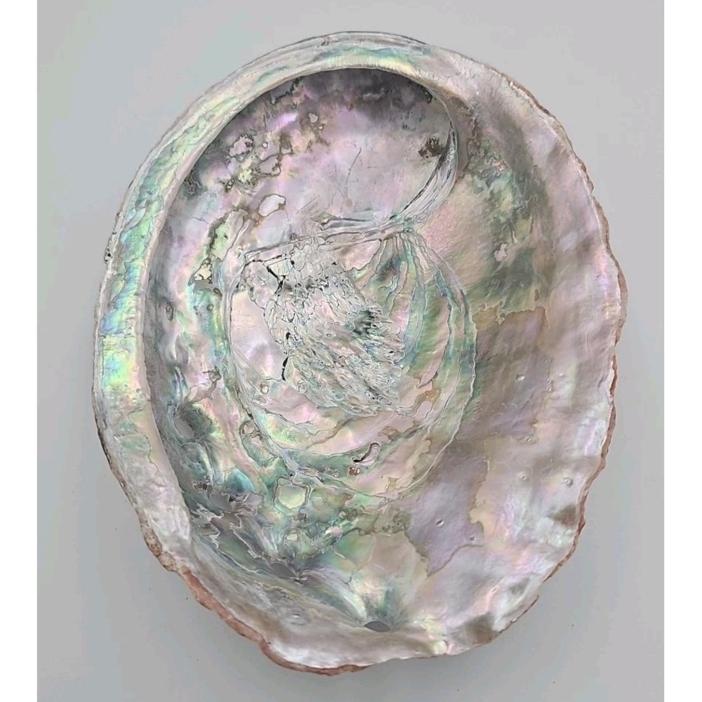 Vintage Large Abalone Sea Shell Rainbow Mother of Pearl 7.5" Long 6" Wide
